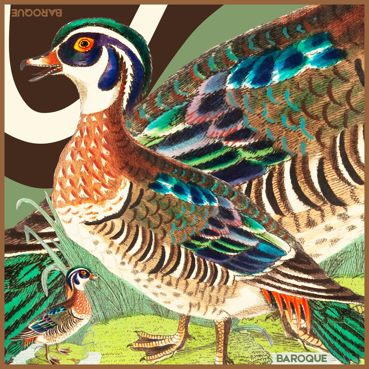 Mallards Ballard silk scarf: a drake in full colour showing off his feathers with a smaller duck in the reeds below