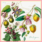 Ripe Enough silk scarf: golden passionfruit, passionflowers and raspberries on white with a pink border