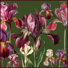 Iris Island - LAST ONE